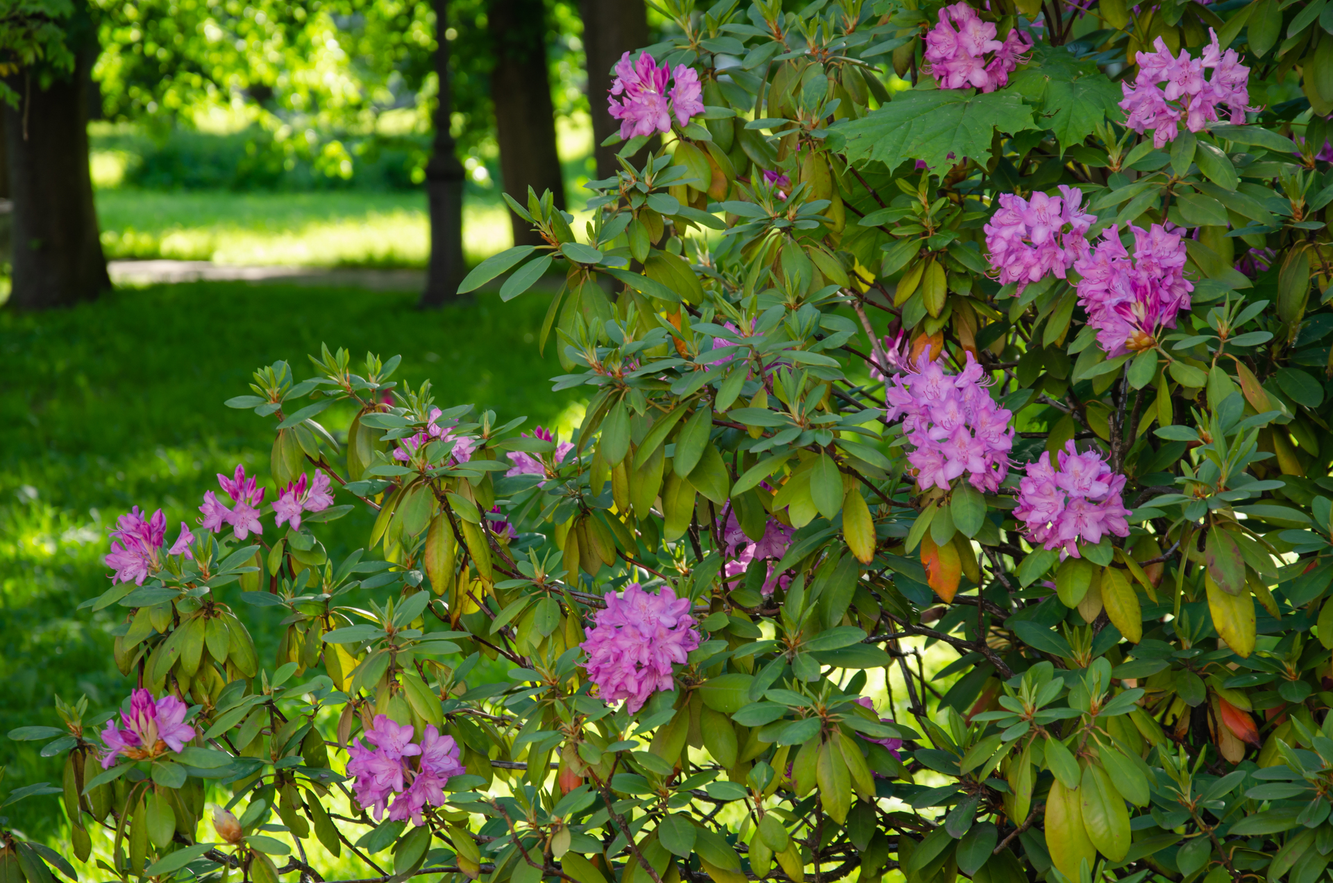 Obraz przedstawia uroczy rododendron, który jest dumnie umieszczony w kolorowym ogrodzie. Jego gęste i bujne zielone liście tworzą piękne tło dla wielu kwiatów, które w pełni rozkwitają na jego gałęziach. To malownicze widoki rododendronu dodają magii i uroku temu przytulnemu ogrodowi
