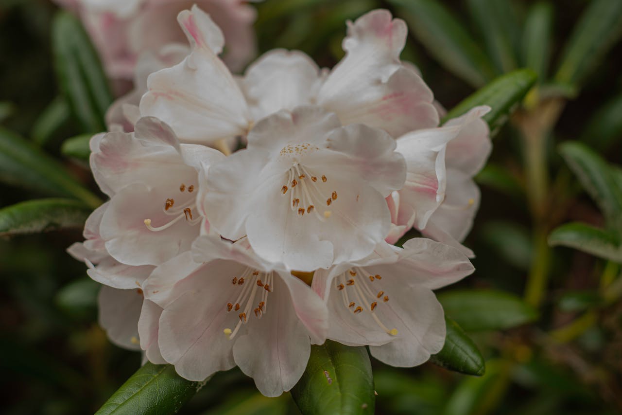 Na obrazku widać piękny biały rododendron. Jego delikatne kwiaty oświetlają ogród, tworząc malowniczy kontrast z zielenią liści. To widok pełen elegancji i uroku, który zachwyca swoją subtelną urodą