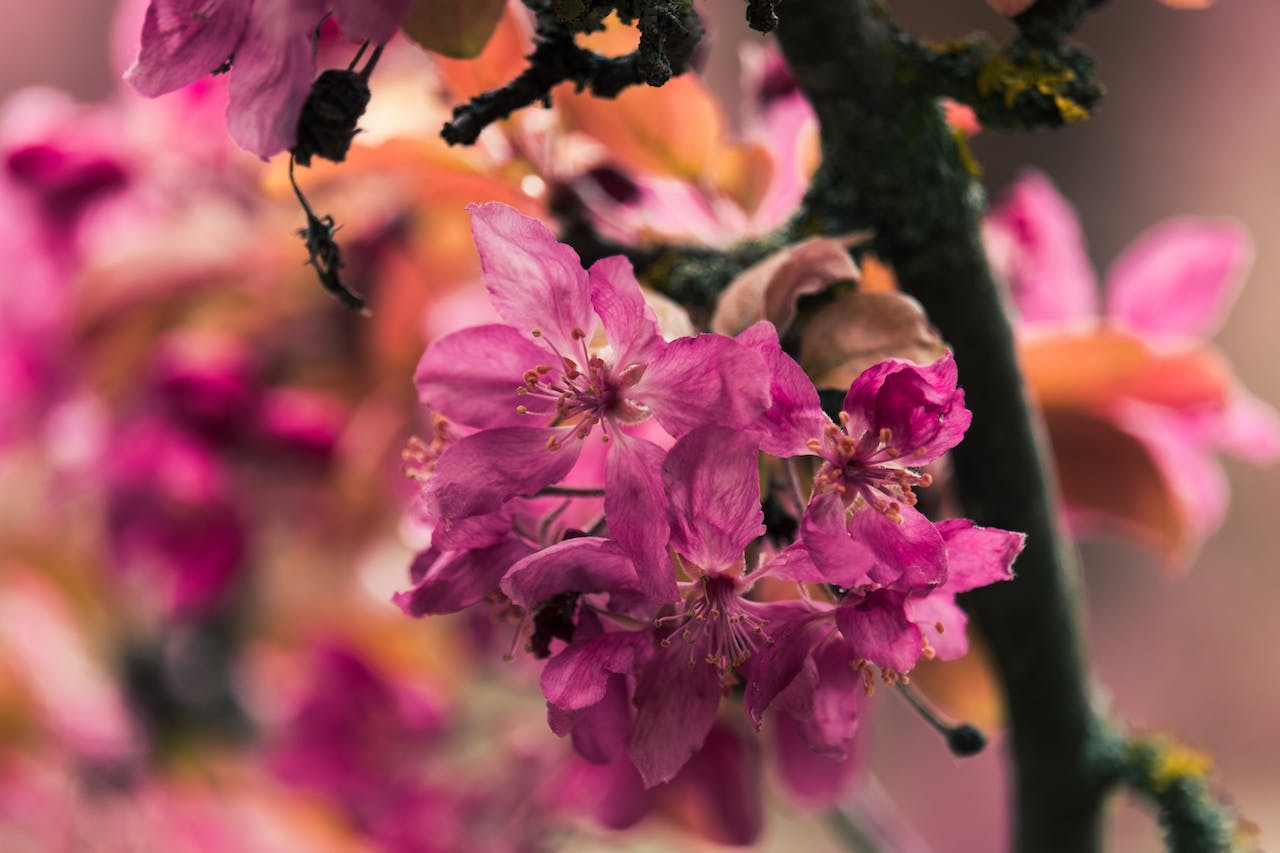 W kolorowej oazie ogrodu, rododendron w pełnym rozkwicie emanuje delikatnym różem, oplatając przestrzeń swoimi pachnącymi kwiatami