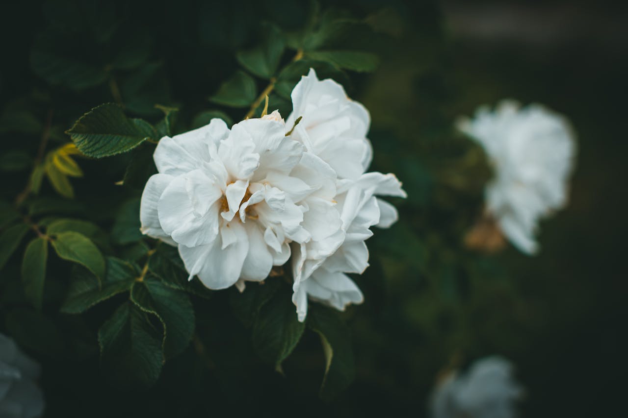 W ogrodzie rozkwita biały rododendron. Jego delikatne, pachnące kwiaty tworzą malowniczy kontrast z zielonym liściem. To widok pełen elegancji i uroku, który zachwyca i ożywia przestrzeń ogrodu