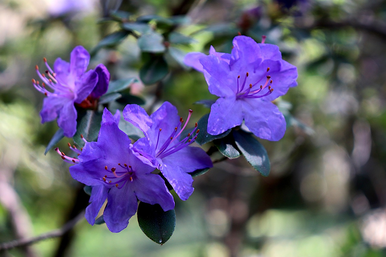 Obraz przedstawia rzadki i niezwykły widok niebieskiego rododendrona w pełnym rozkwicie. Jego delikatne, niebieskie kwiaty tworzą mistyczną aurę i dodają uroku otoczeniu. Ten unikalny kolor rododendrona przyciąga uwagę i tworzy magiczny obraz, który ożywia ogrodową scenerię